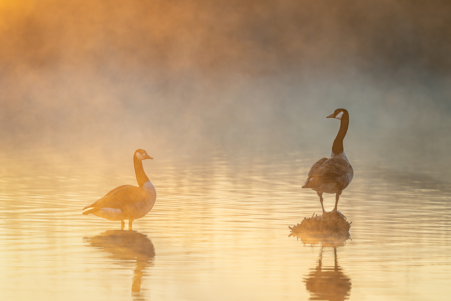 Morgenglühen