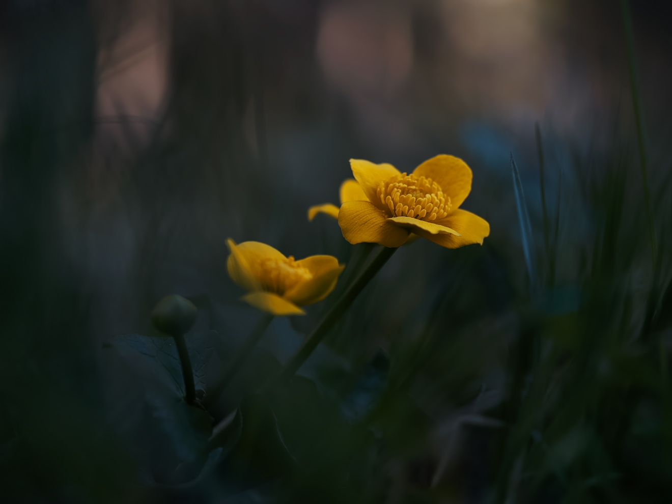 Im dunklen Wald
