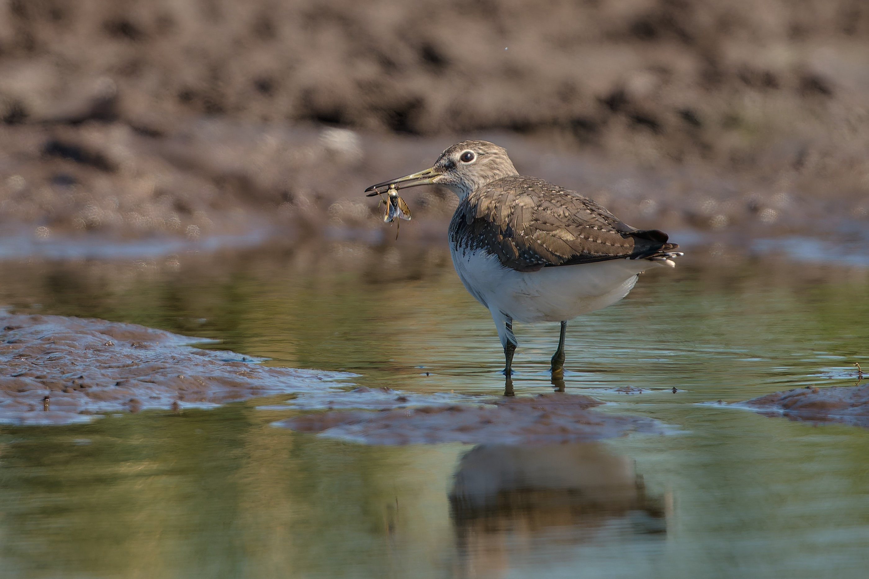 Waldwasserläufer mit Sandschrecke