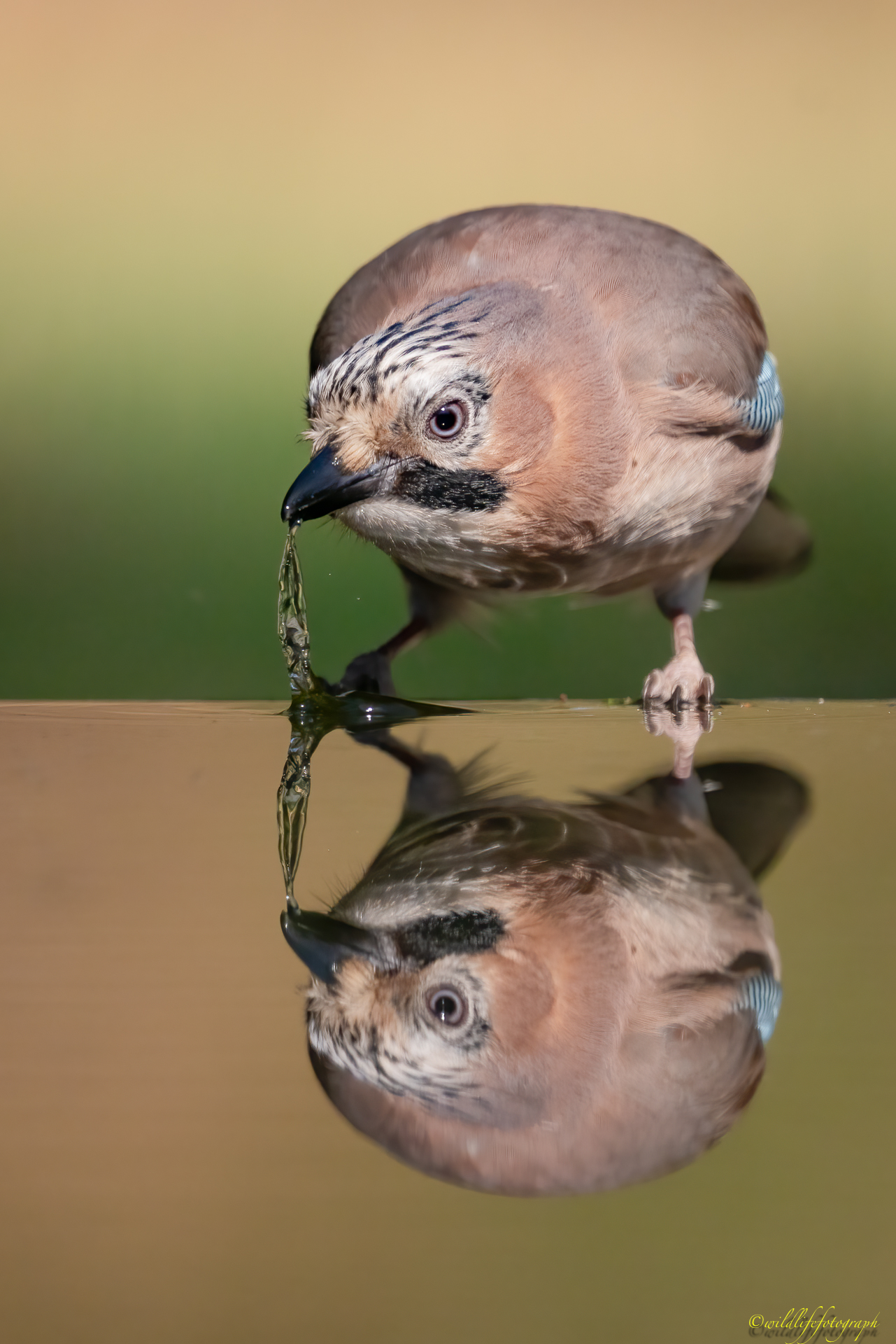 Spiegelung