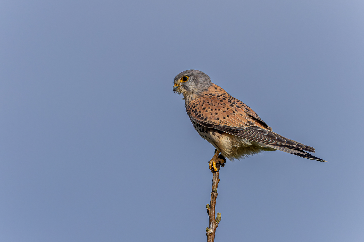 Nur ein Turmfalke