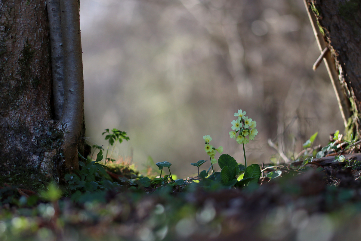 Im Wald der Schlüsselblumen