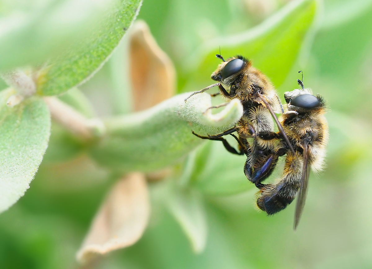 Bienenliebe
