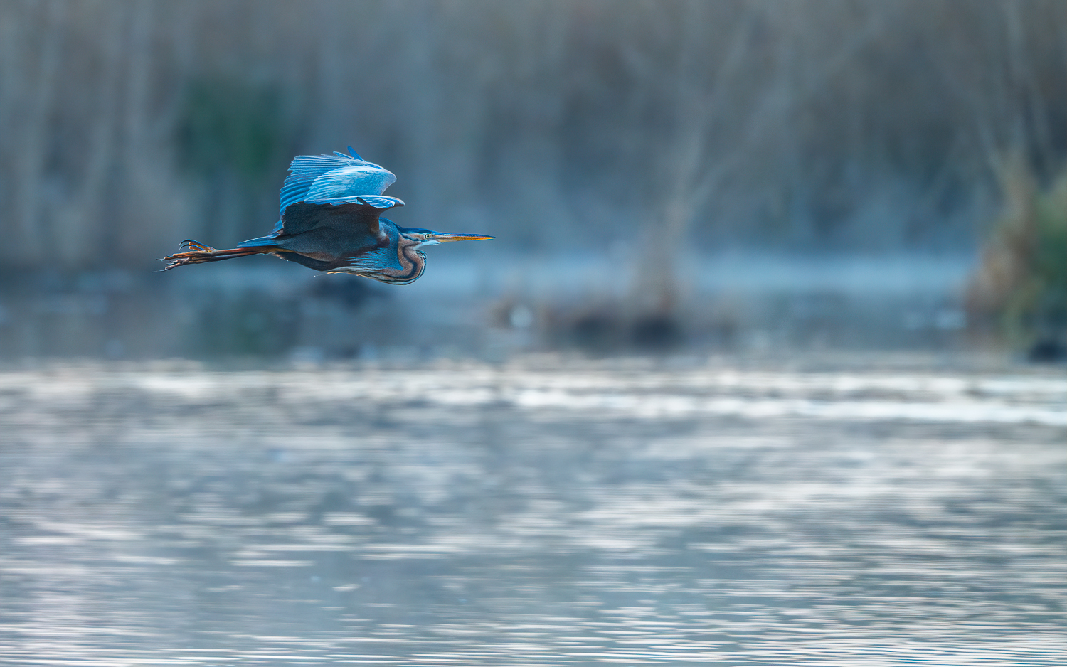 Purpurreiher im Flug