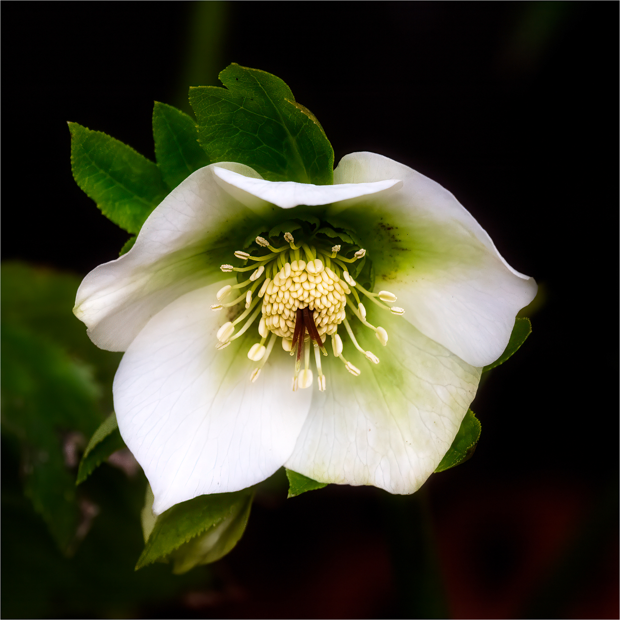 ... Christrose ...