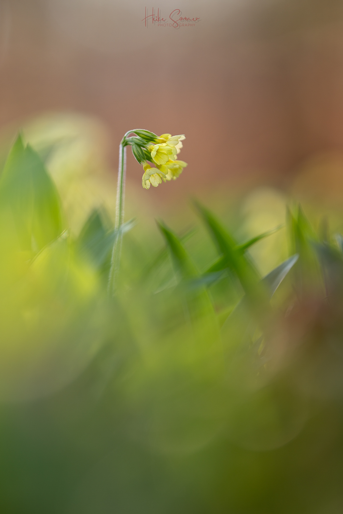 Neulich im Bärlauchwald