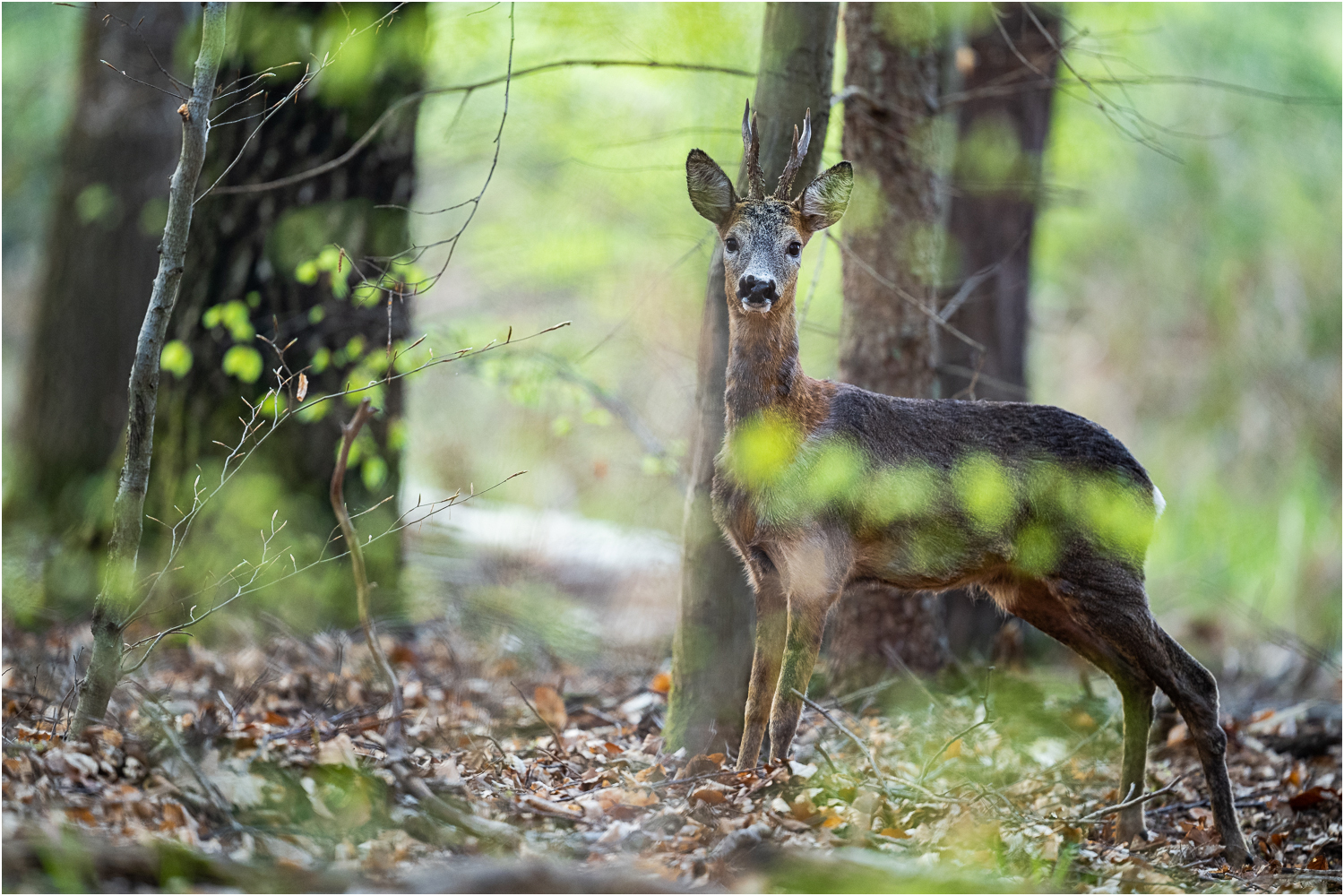 Der Wald erwacht
