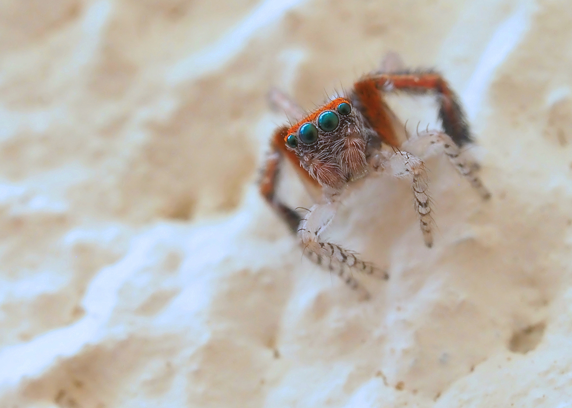 Haarbeinige Pfauenspinne (Saitis barbipes 
