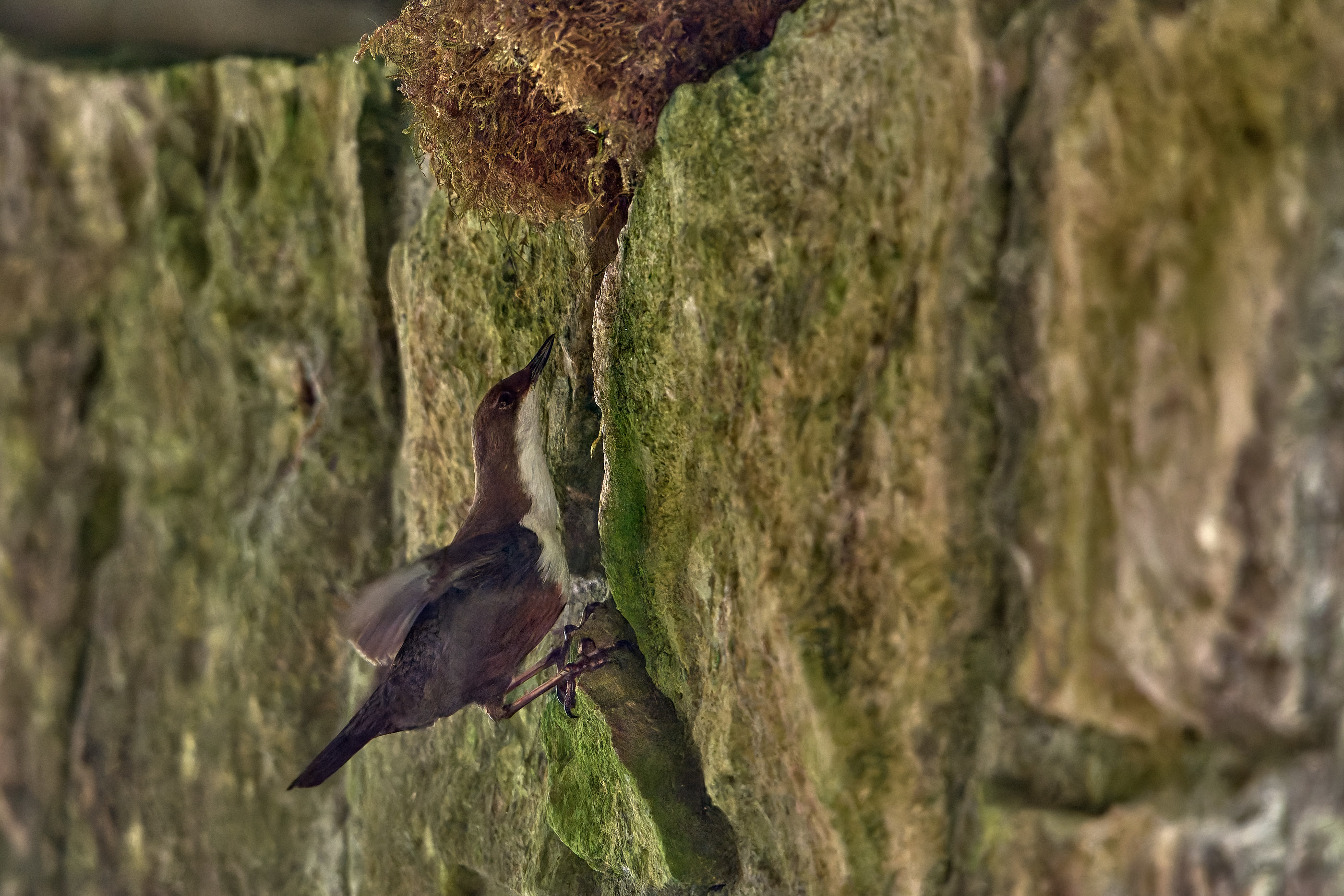 Anflug der Wasseramsel