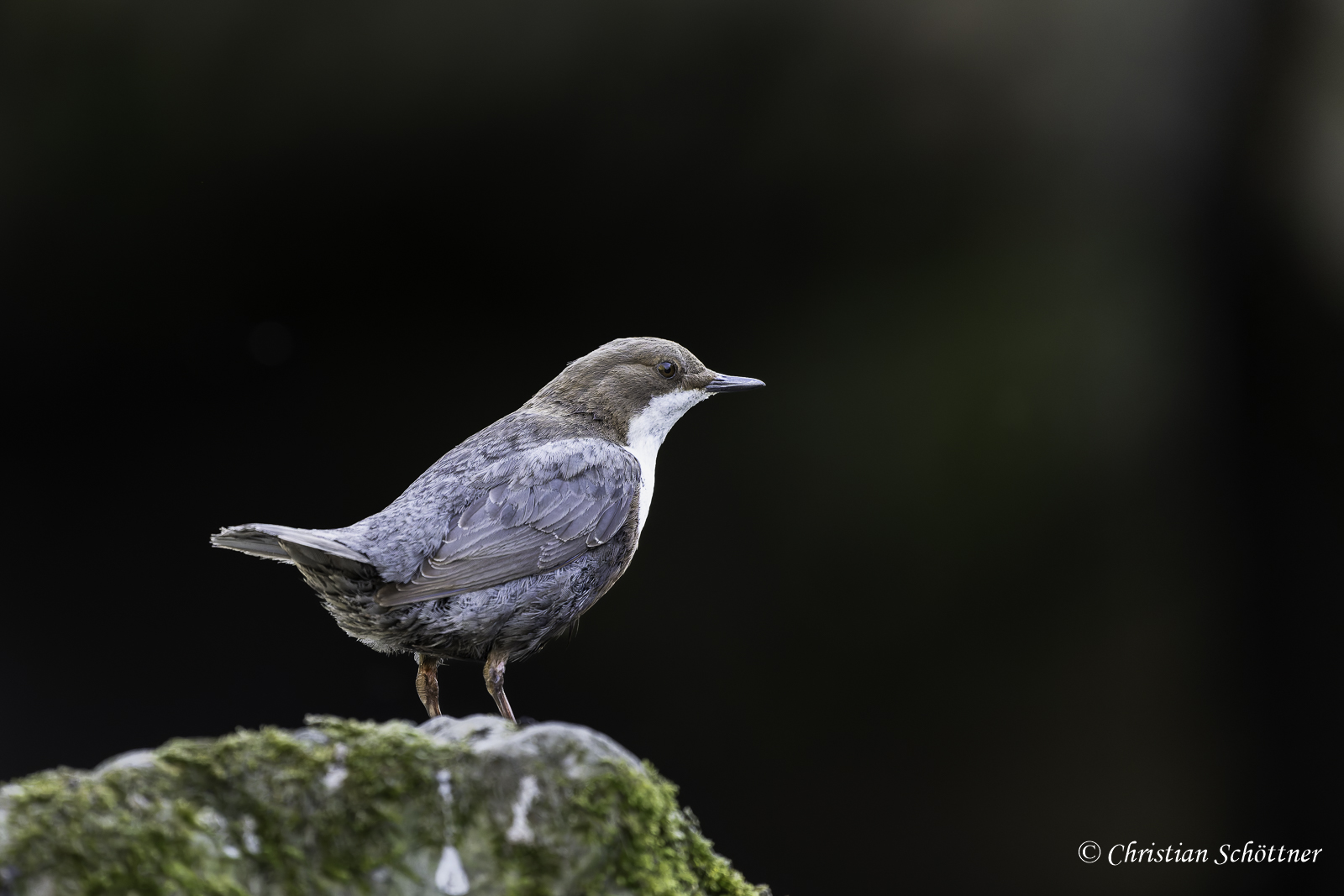 Es sind einfach wunderbare Vögel