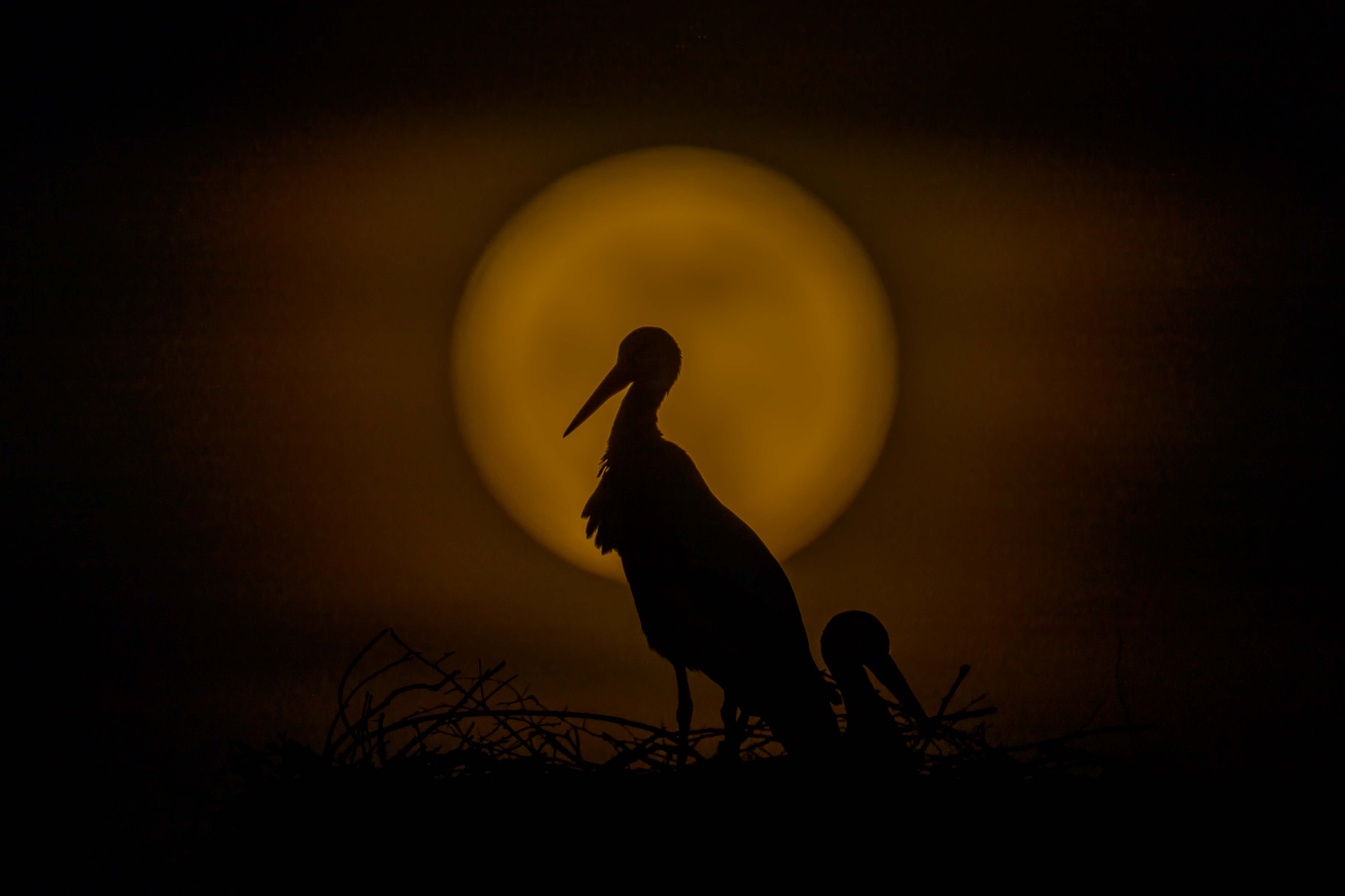 Einmal im Jahr ist Vollmond...