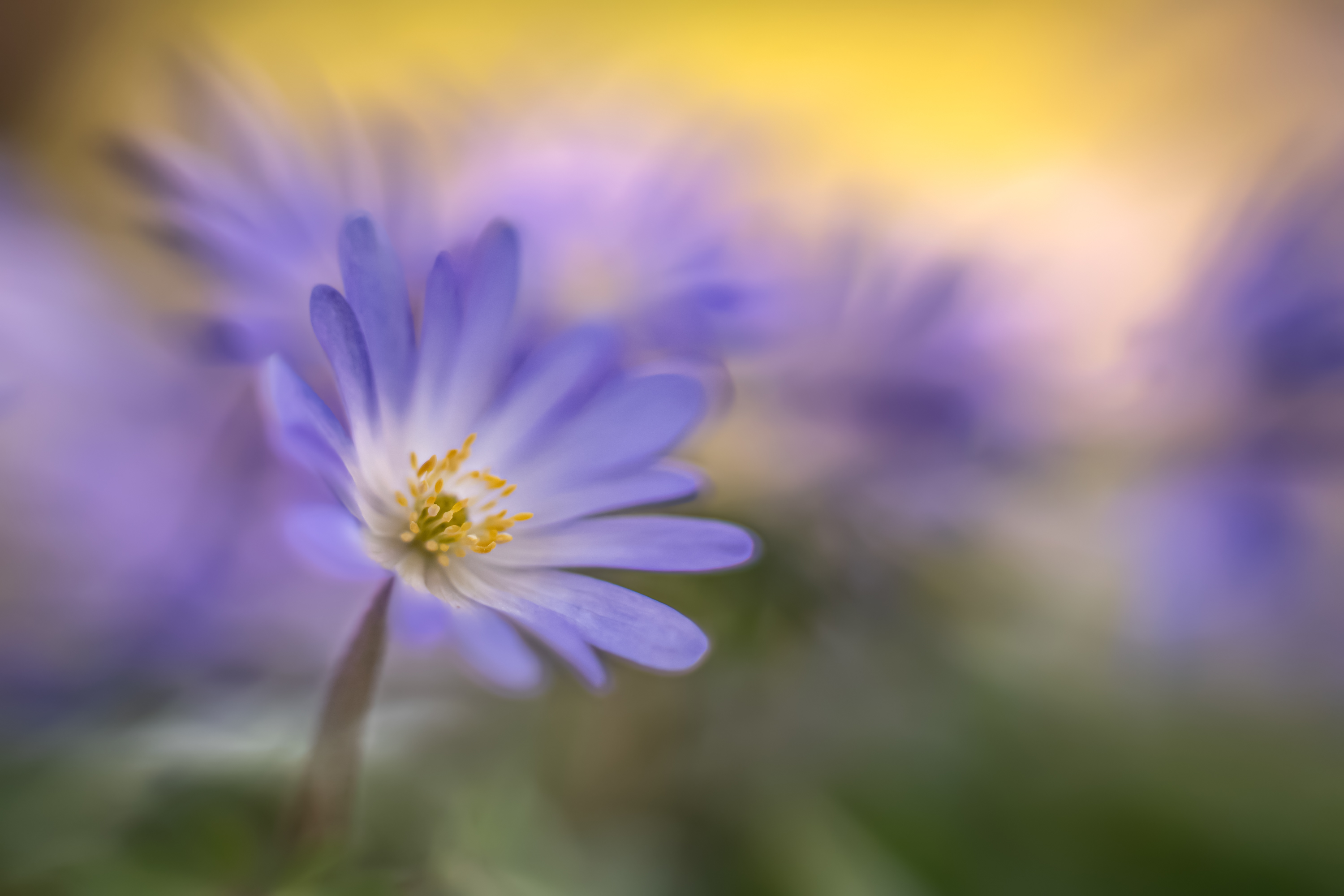 Und nochmals Anemonen (ALTGLAS)