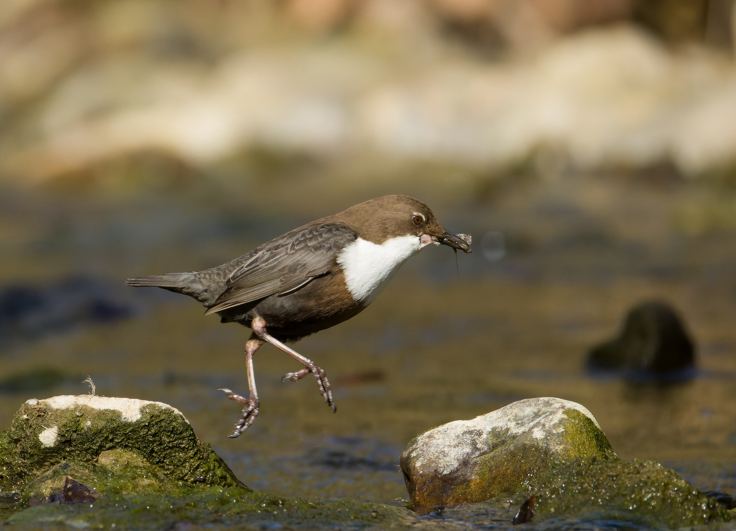 Wasseramsel