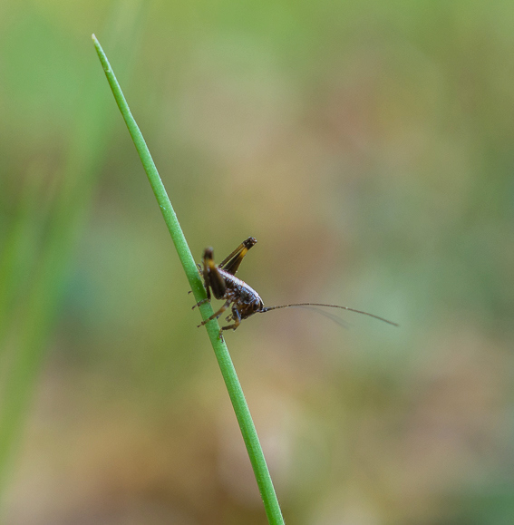 5 mm