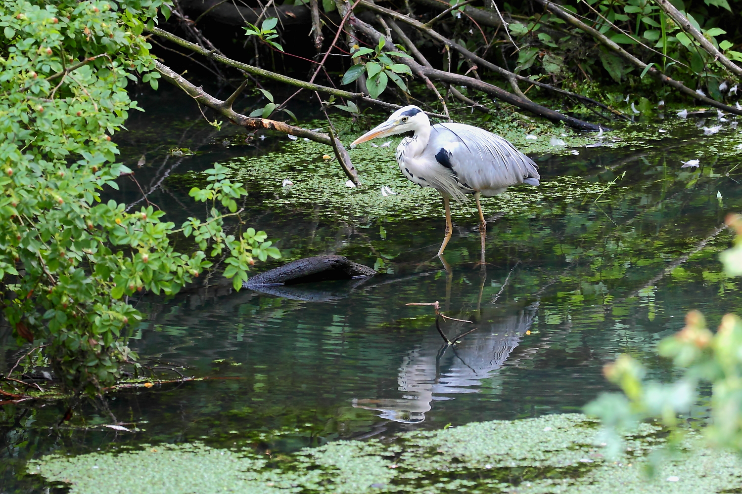 An seiner Lieblingsfangstelle
