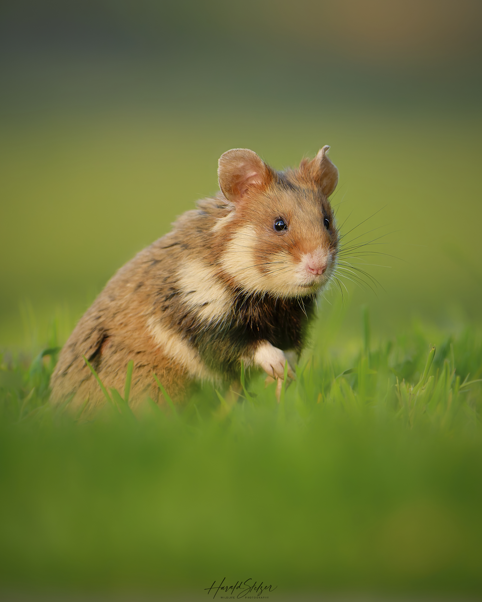 Hamsterzeit