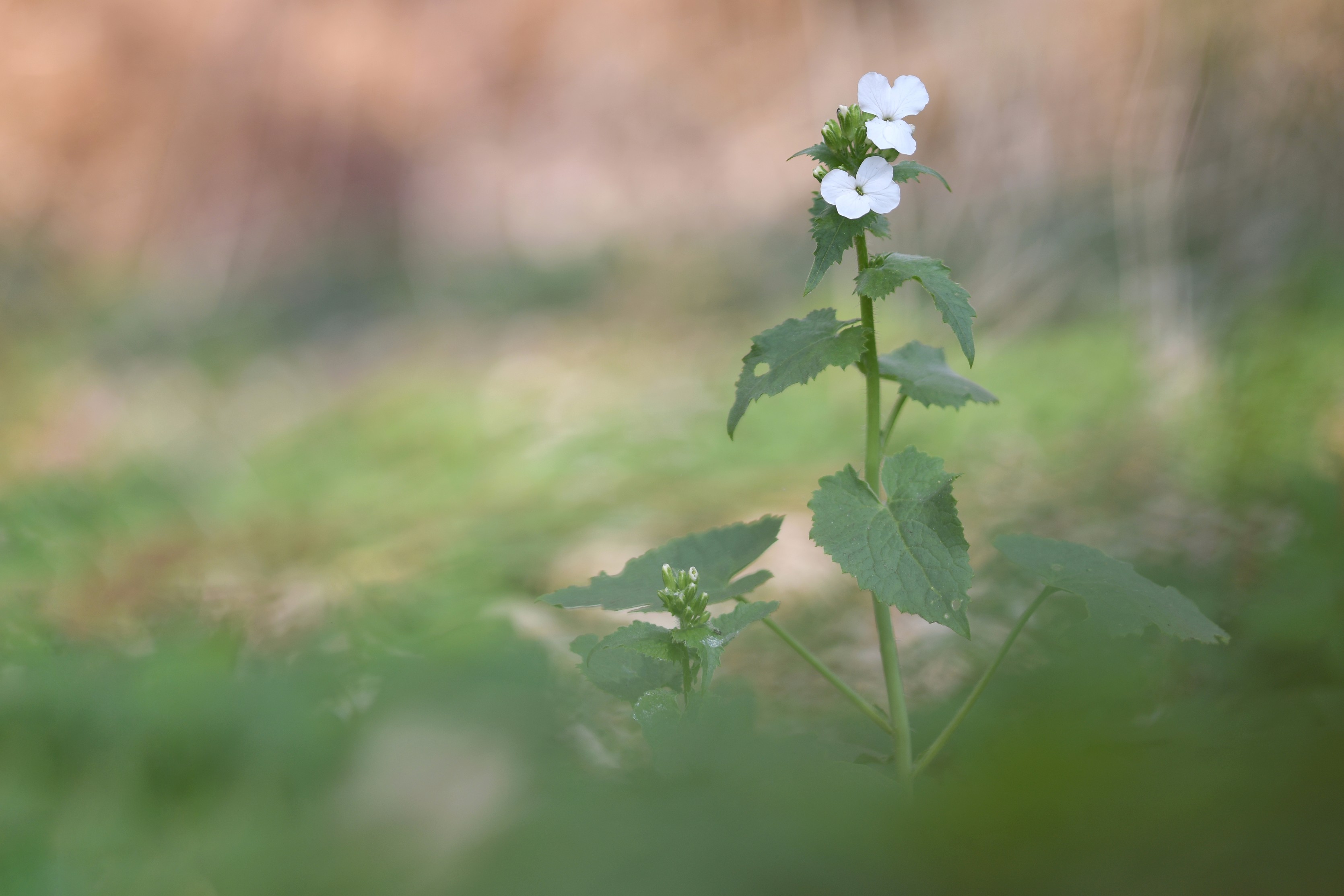 Silberblatt am Waldesrand