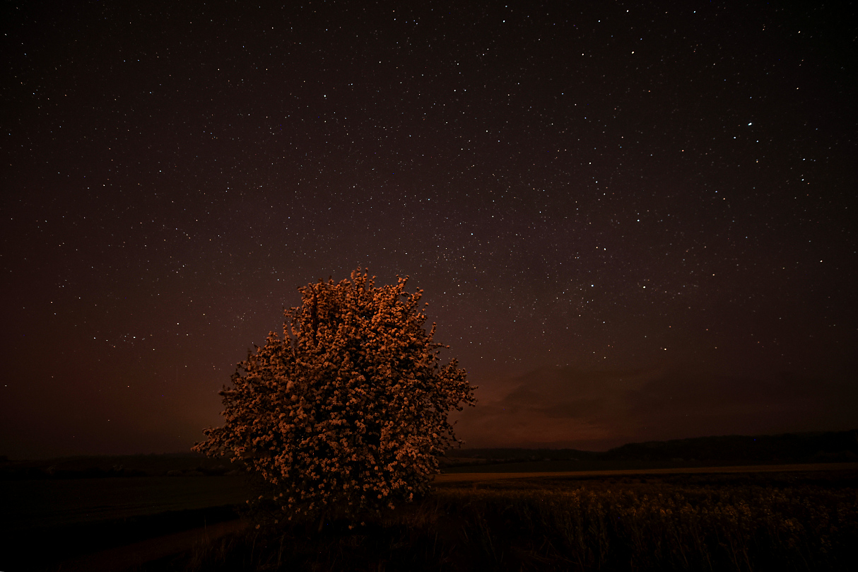Blühender Baum vor Polarlichthimmel