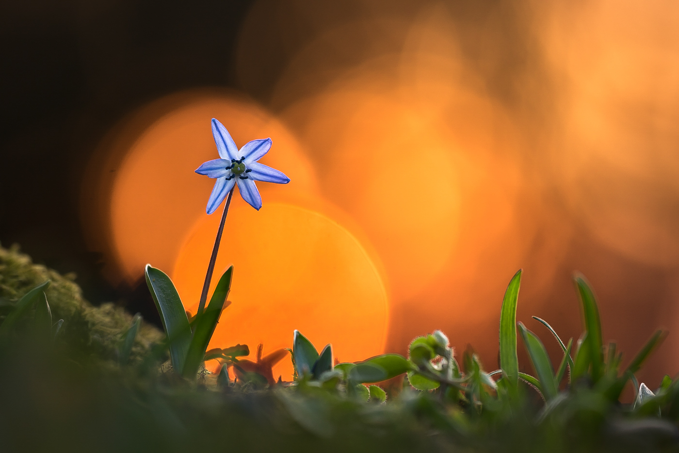 Ein Blaustern
