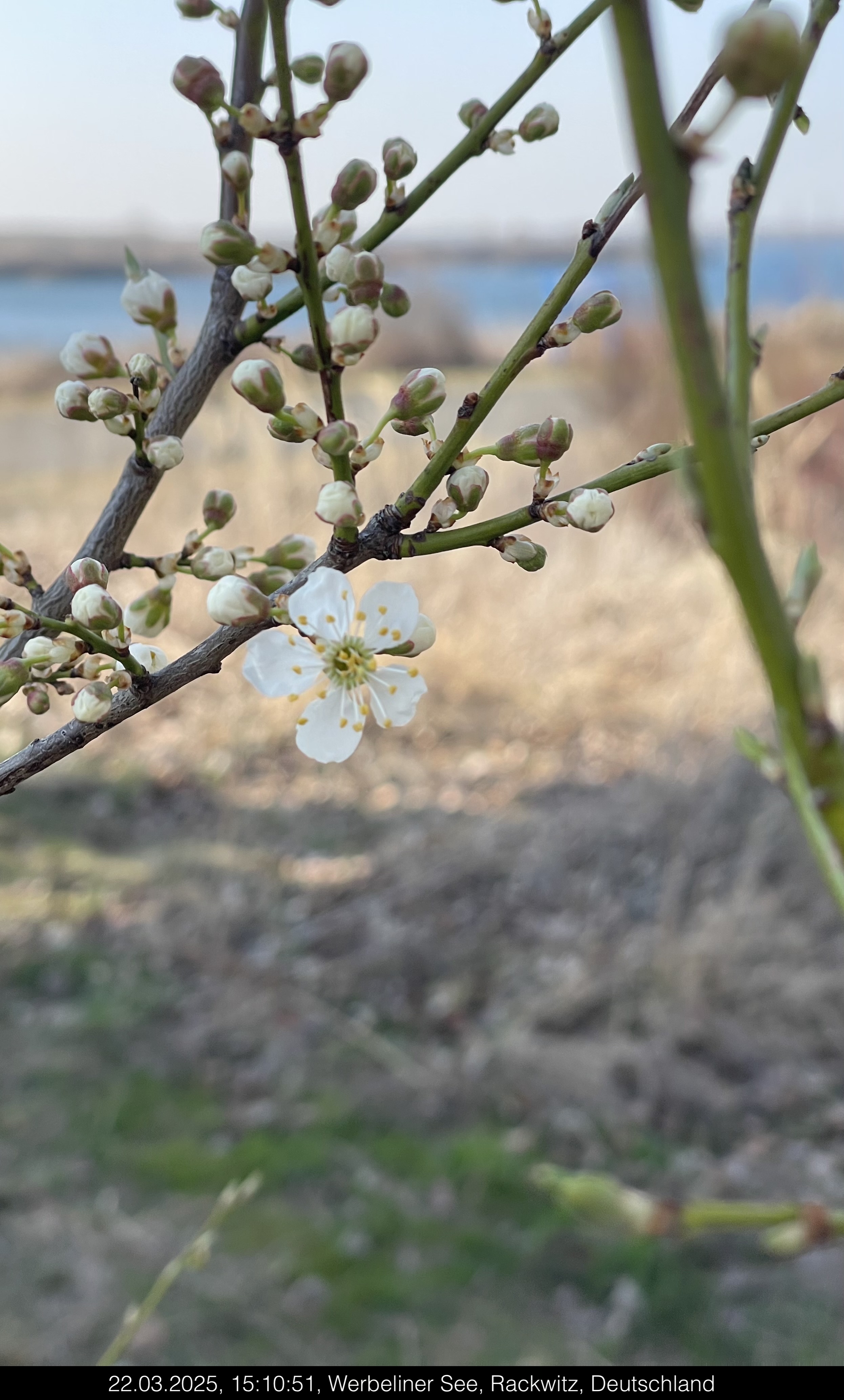 Der Frühling erwacht