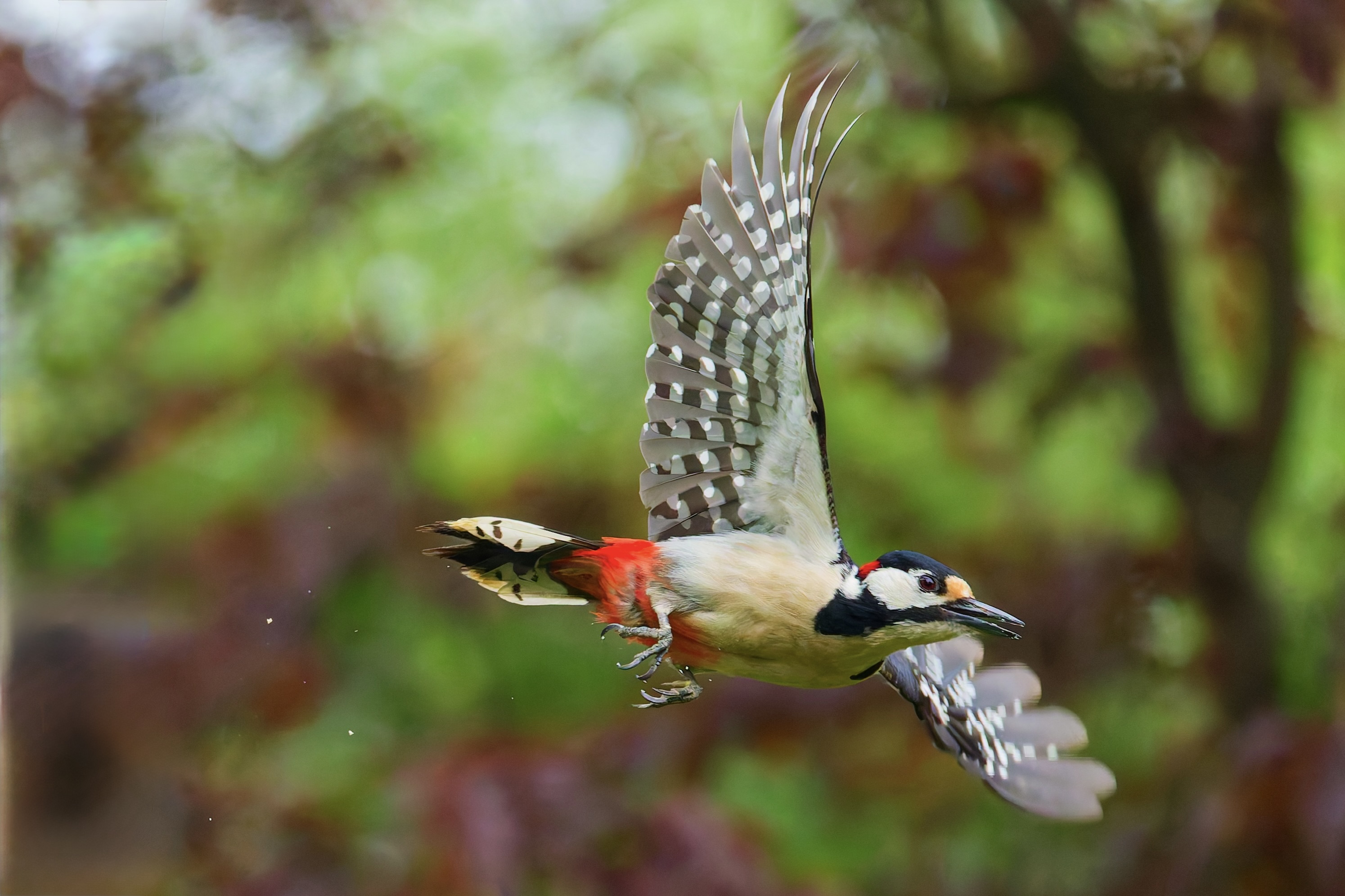 Buntspecht im Flug