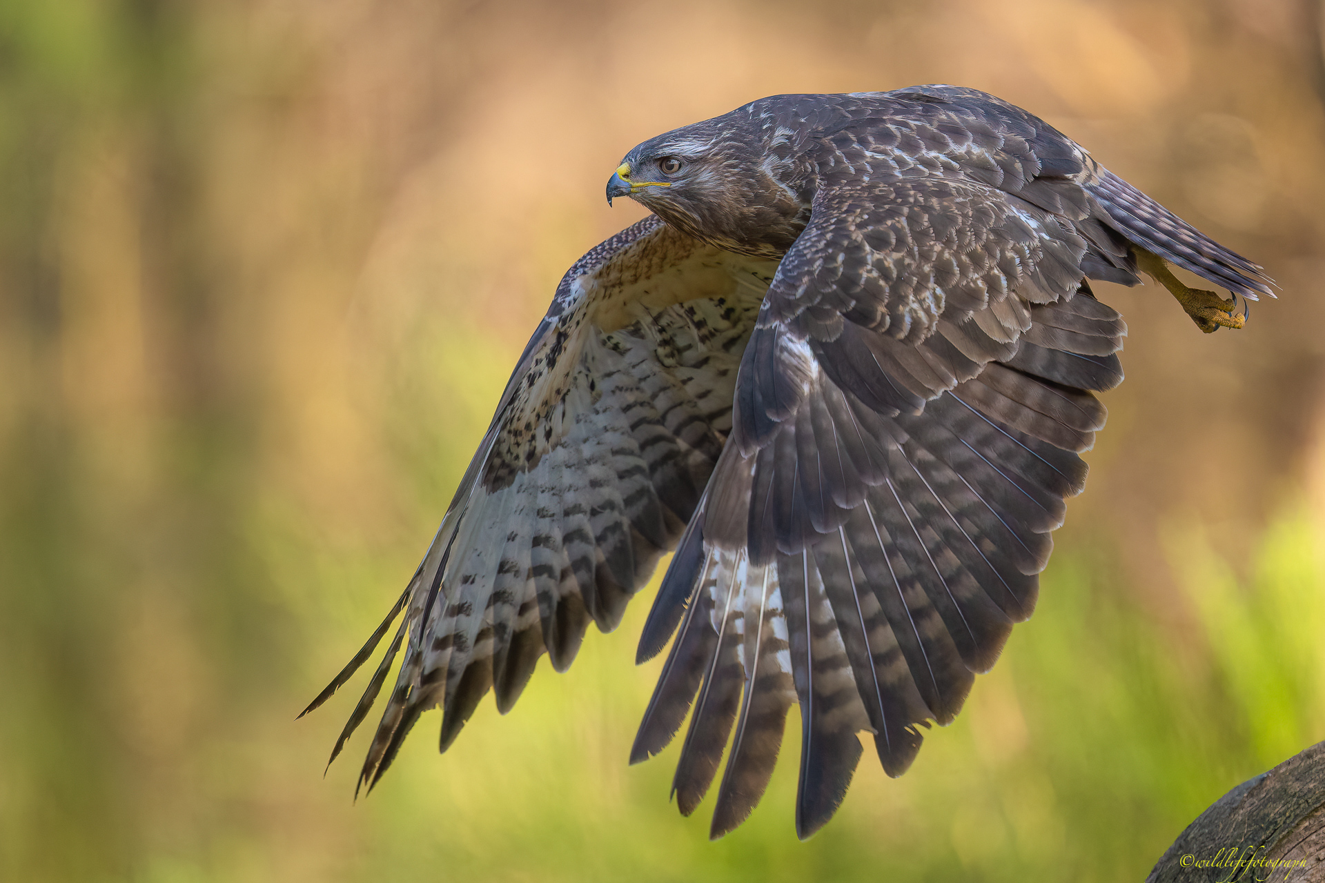 Bussard im Vorbeiflug