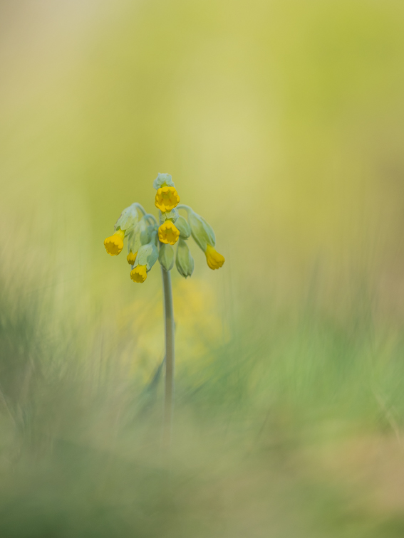 Schlüsselblume