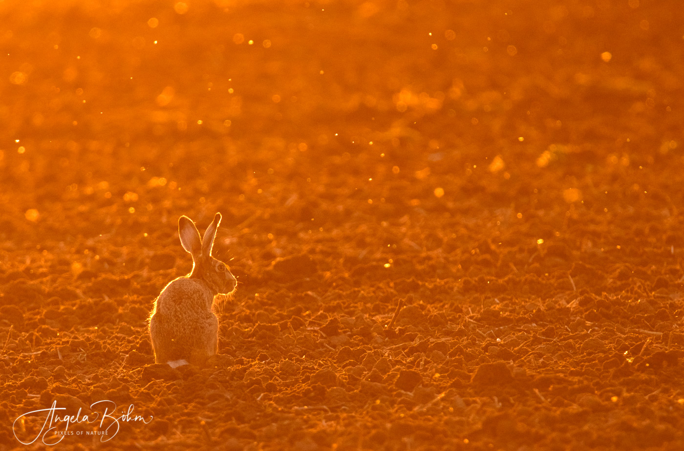 Der Osterhasi...