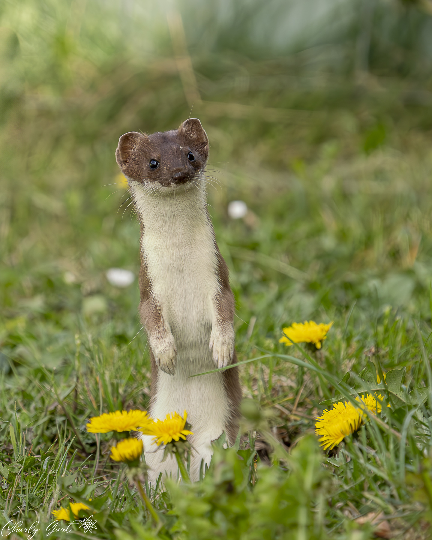 Dieser Blick