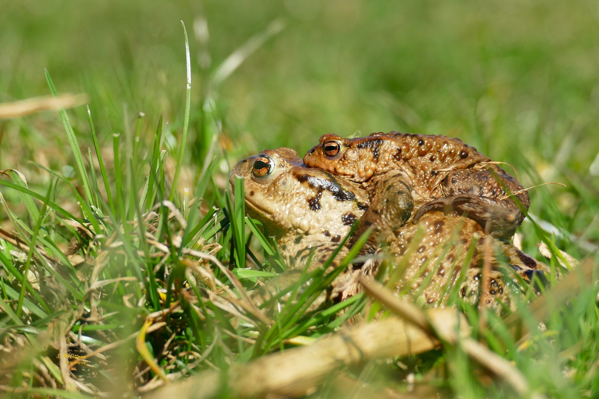 Krötenpaarung