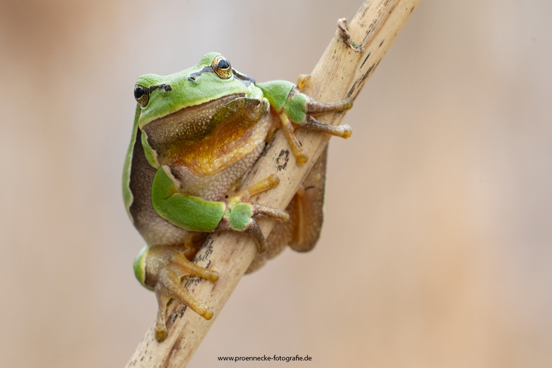 Laubfrosch im Schilf