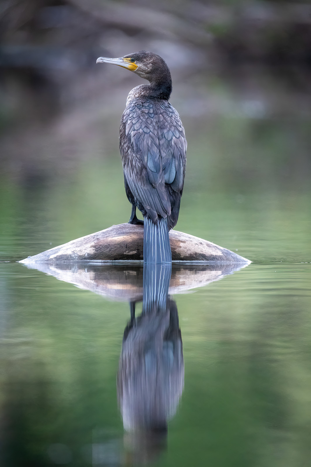 Kormoran mit Spiegelbild