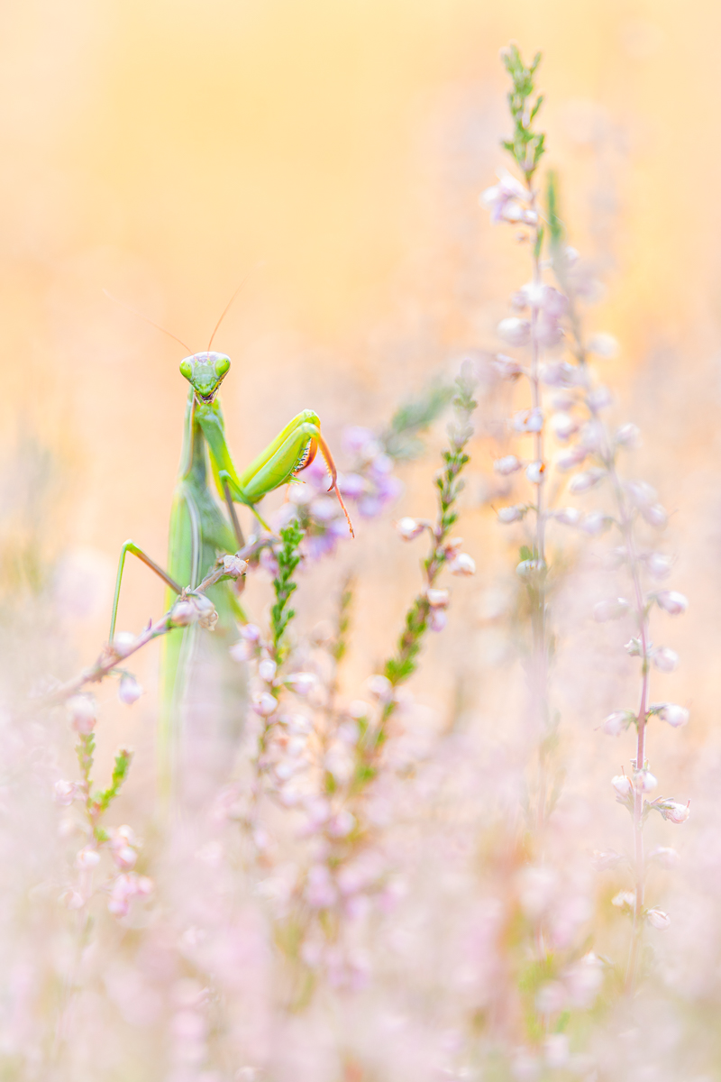 Mantis