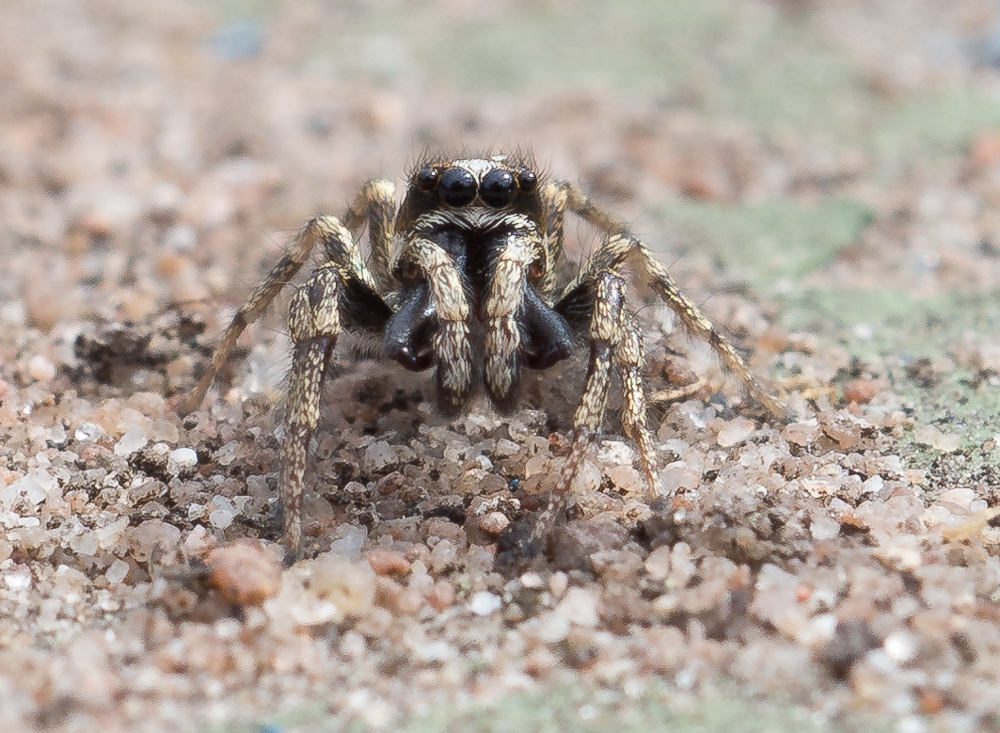 Springspinne