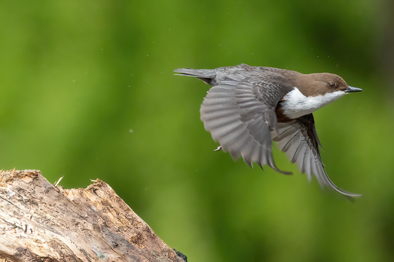 Wasseramsel