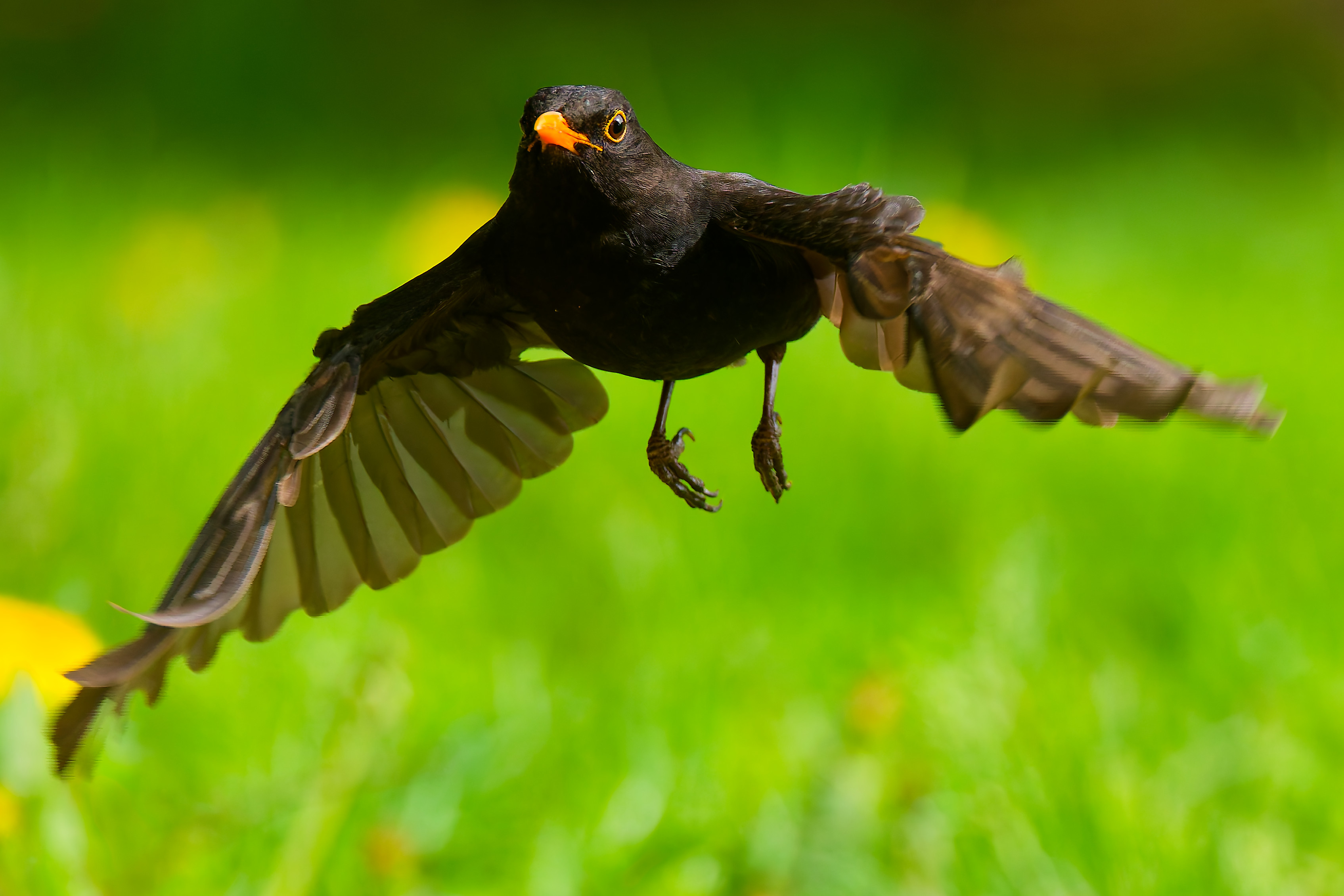 Amsel im Anflug