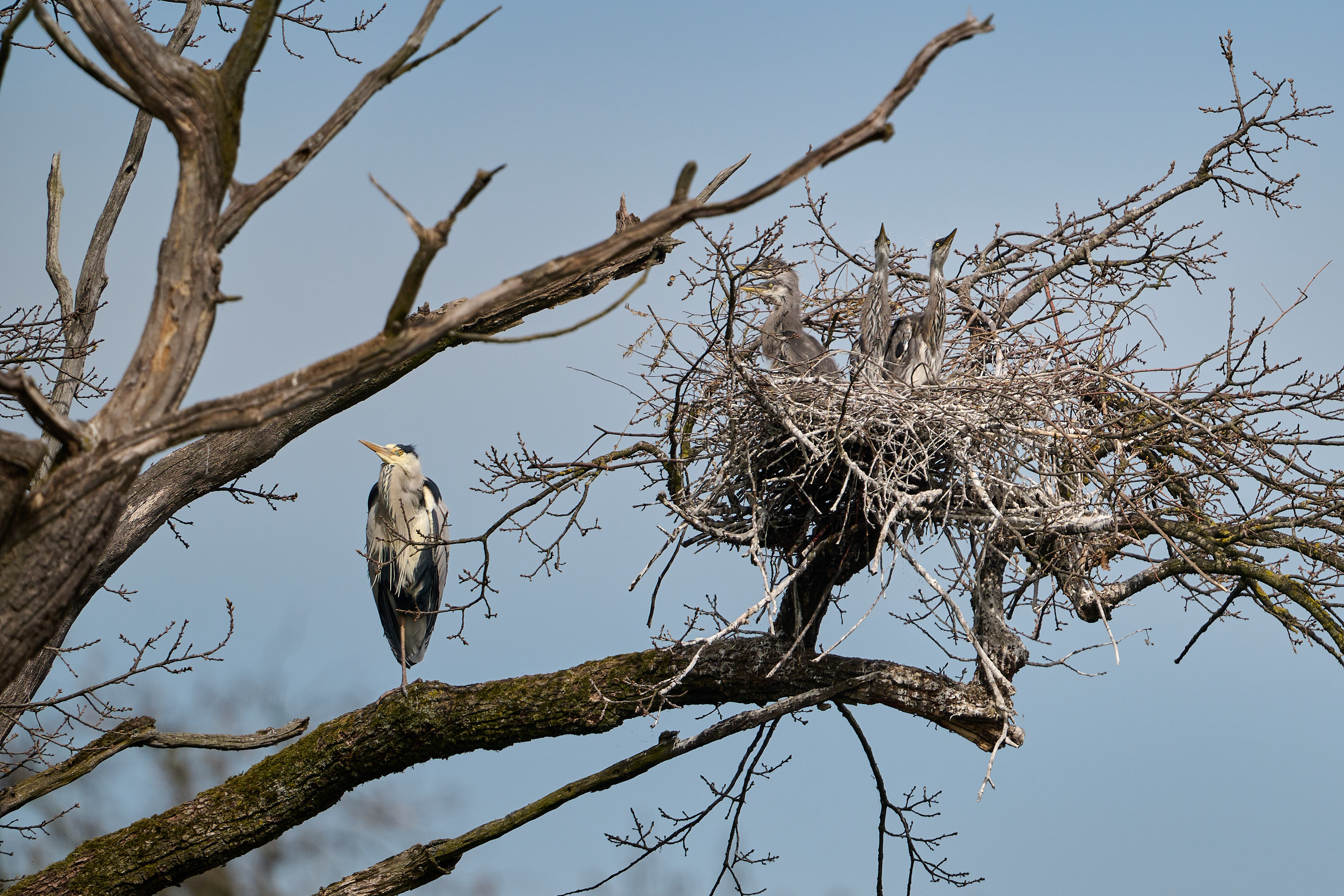 Nestwächter