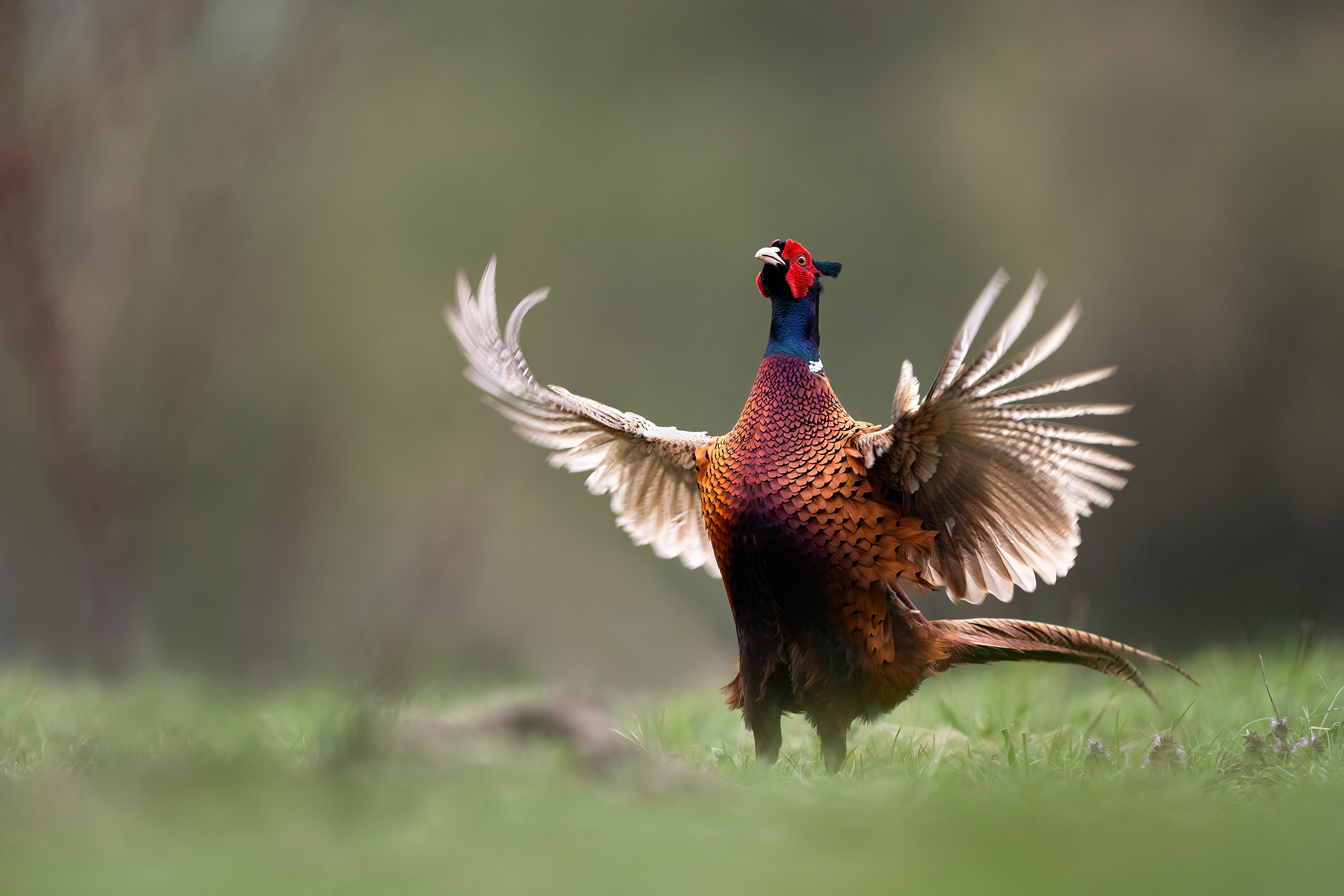 Die Flatter machen: Jagdfasan