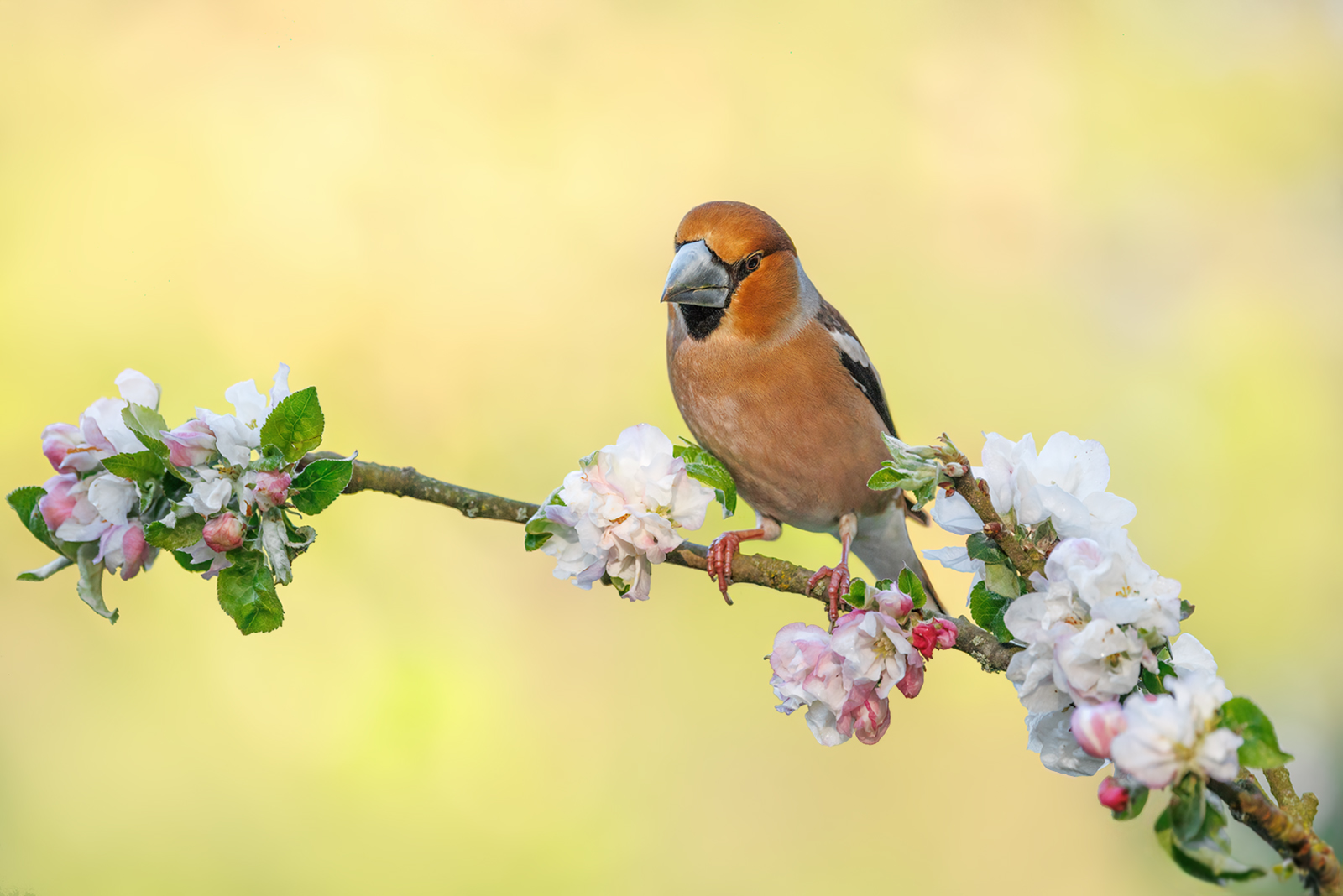 Frühling