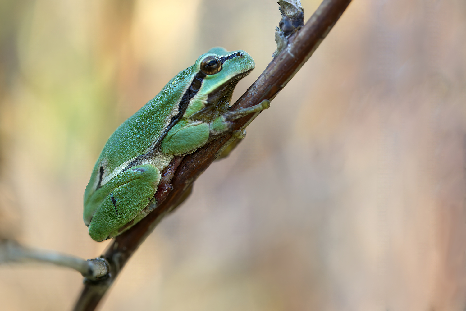 Laubfrosch