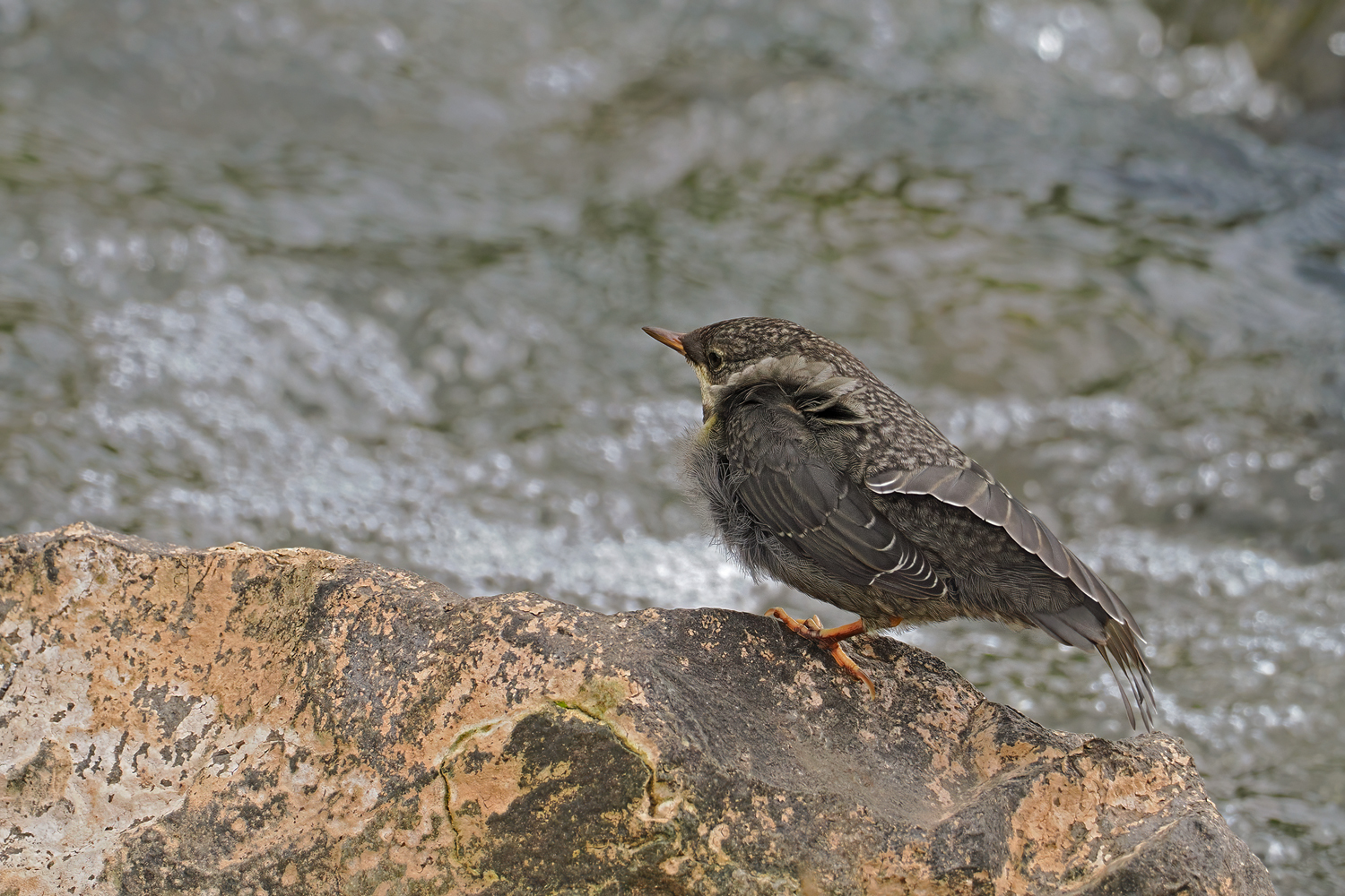 ein Wasseramsel Baby
