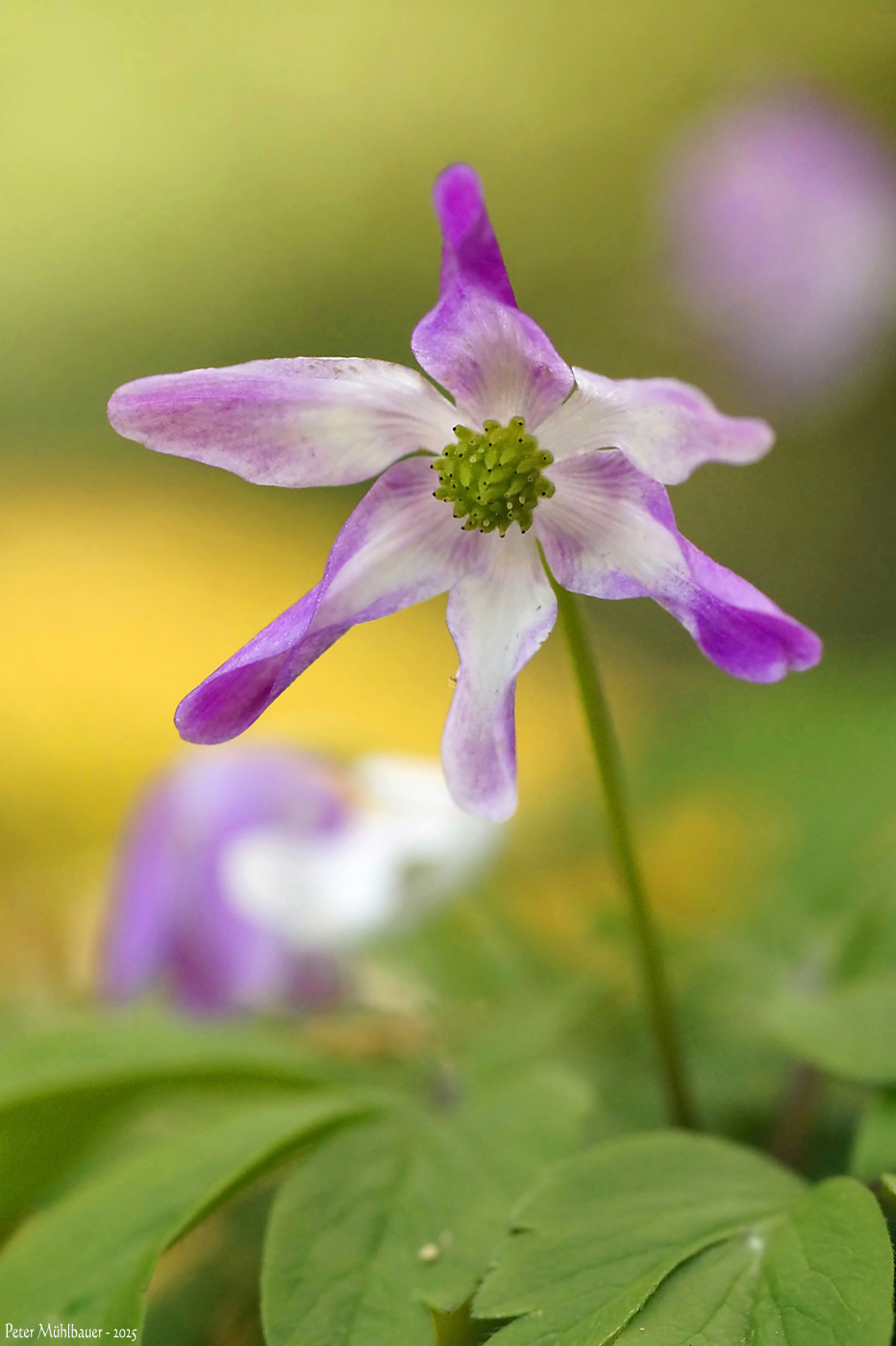 bunte-buschwindrose-mit-h-tchen-forum-f-r-naturfotografen