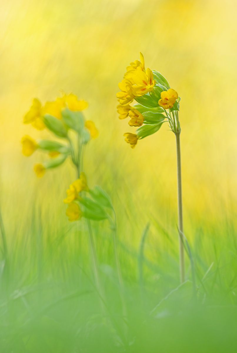 Schlüsselblume