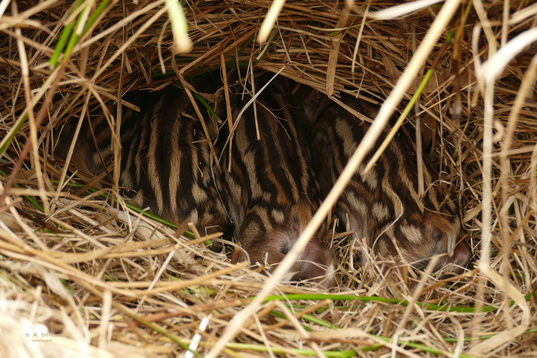 Ein Nest