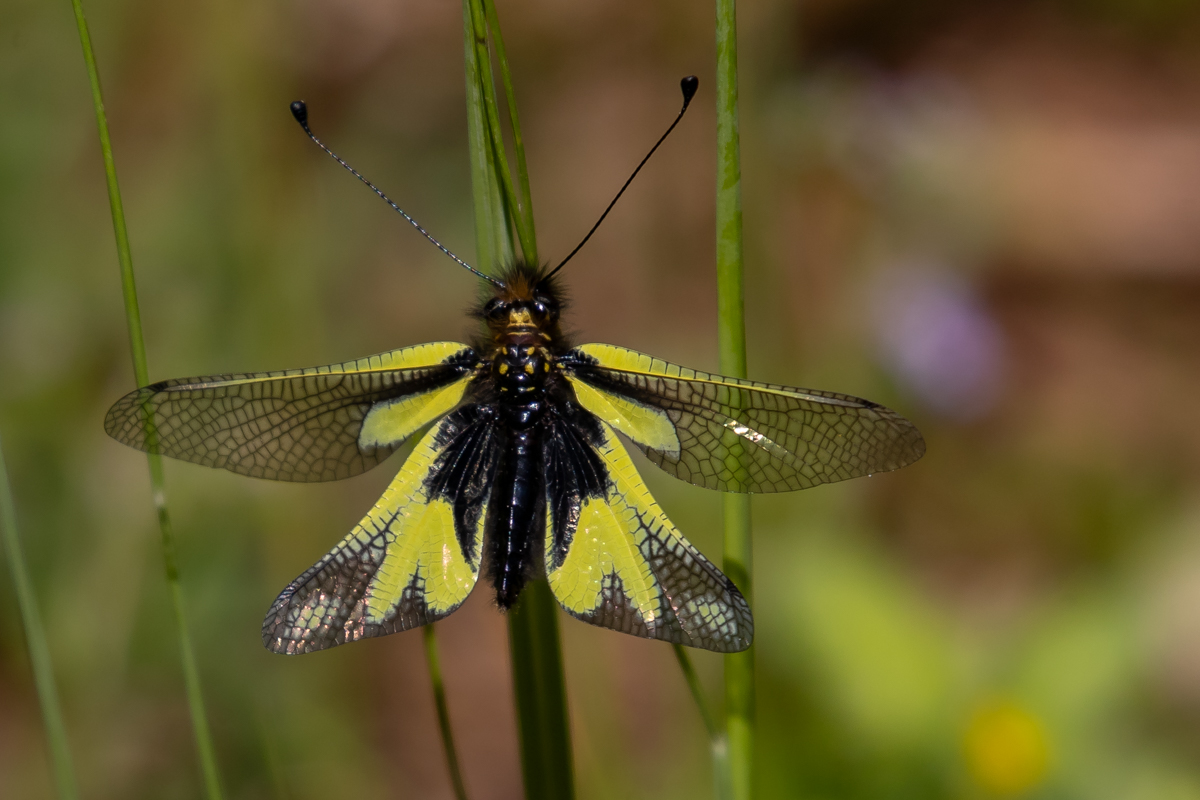Libelloides coccajus