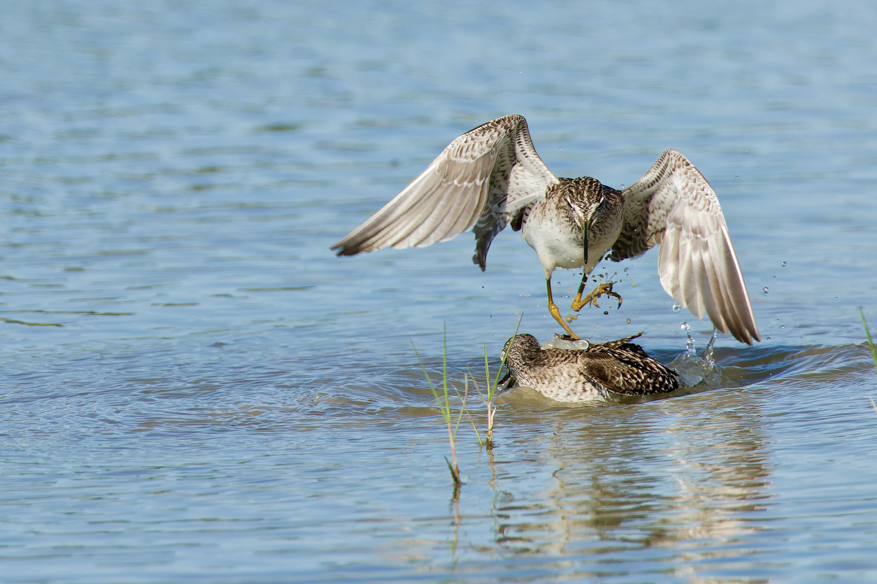 Aggression oder Liebesspiel