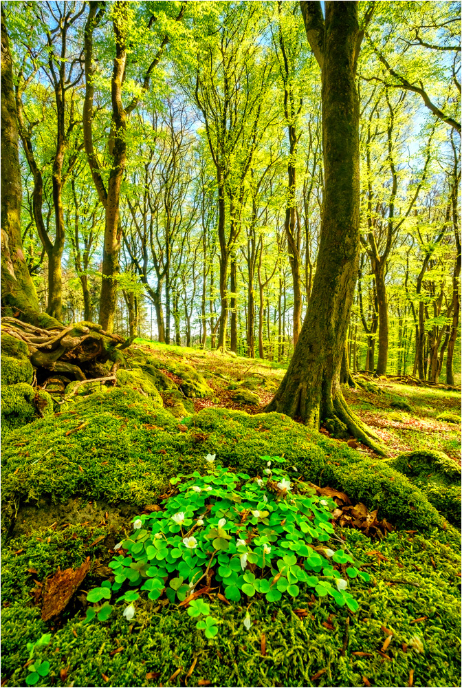 Im Frühlingswald