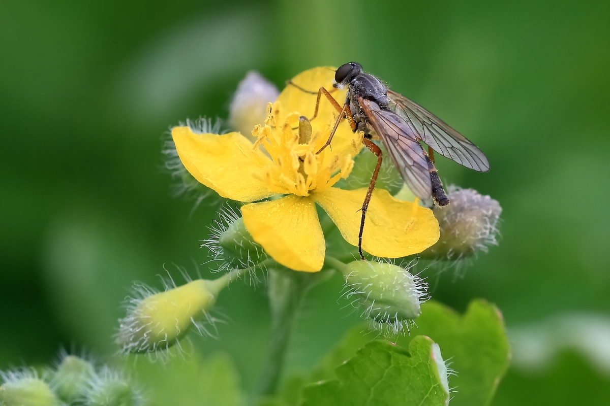 Gemeine Schnepfenfliege