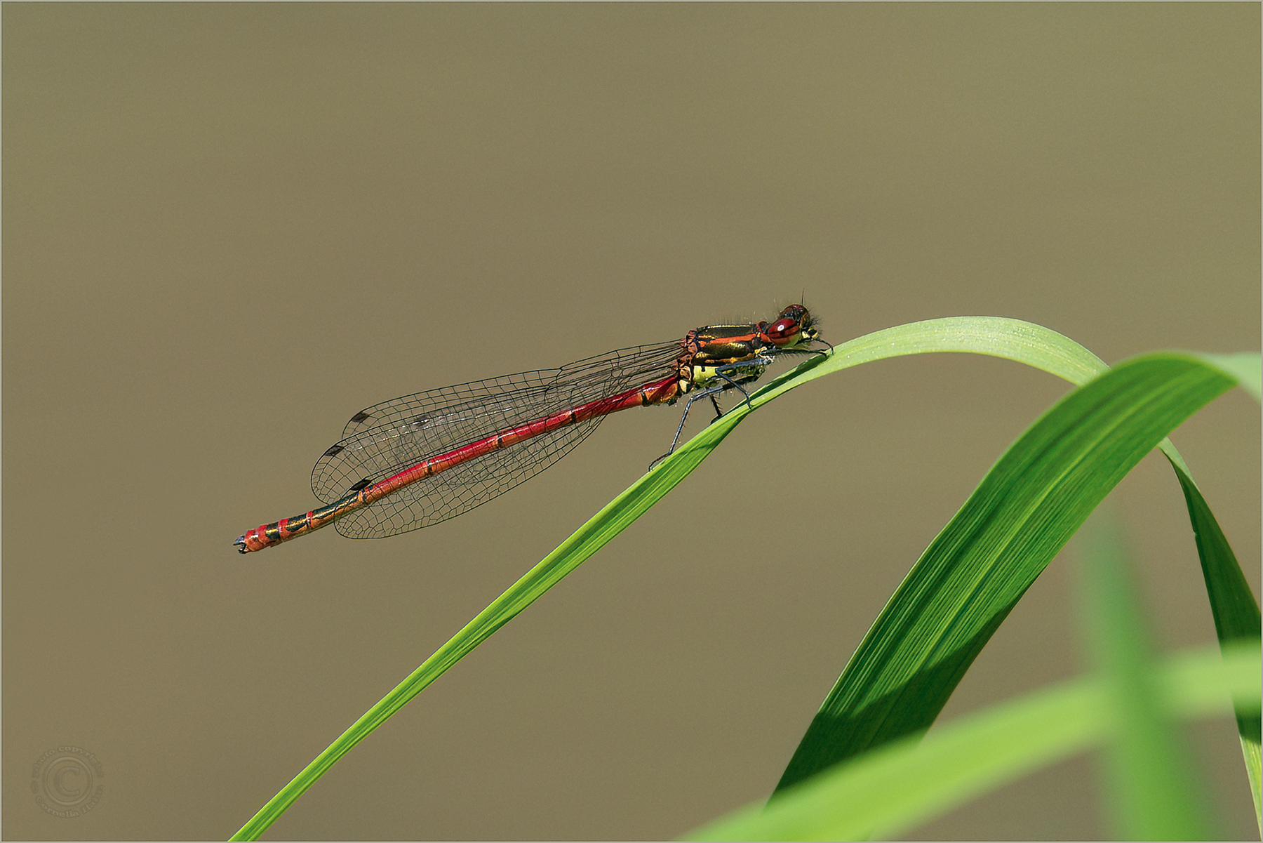 Frühe Adonislibelle (Männchen)