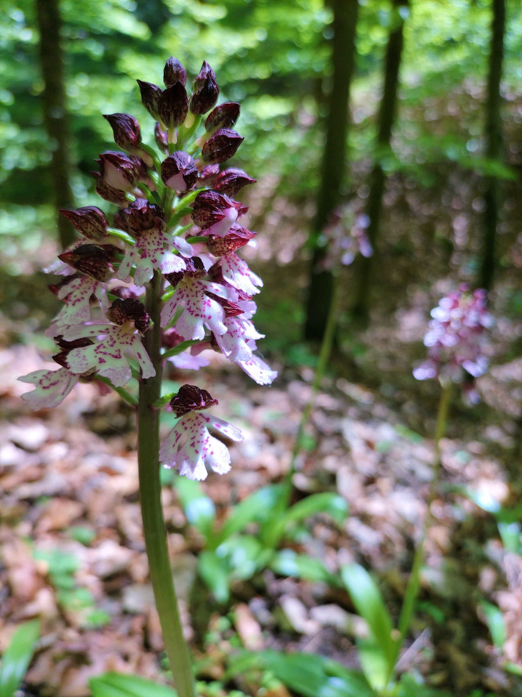 Purpurea-Wald 2025 (Tarn)